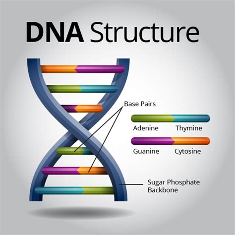 DNA